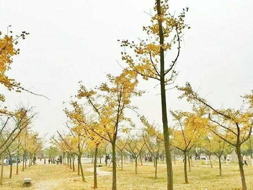 學(xué)校環(huán)境 學(xué)校環(huán)境